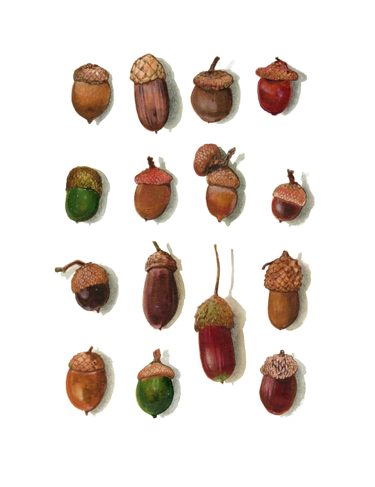 The Explorer's Lucky acorn Collection print