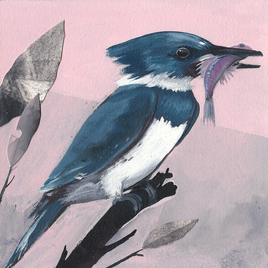 Belted Kingfisher print