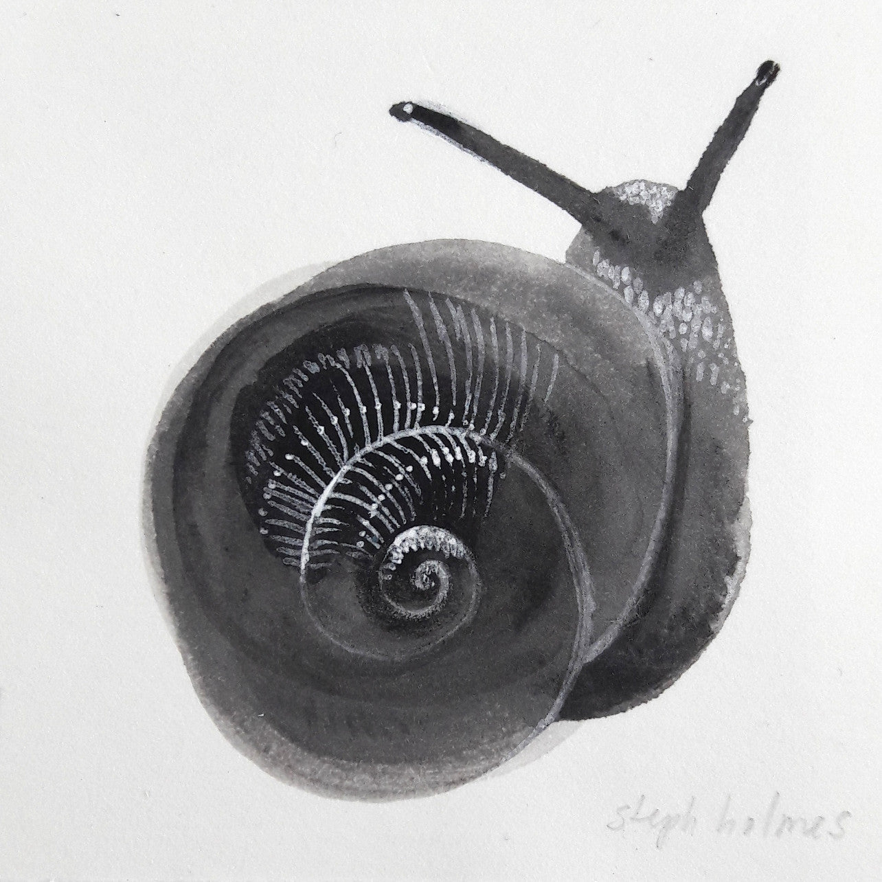 Black Snail framed drawing