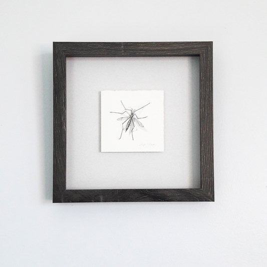 Crane Fly framed drawing
