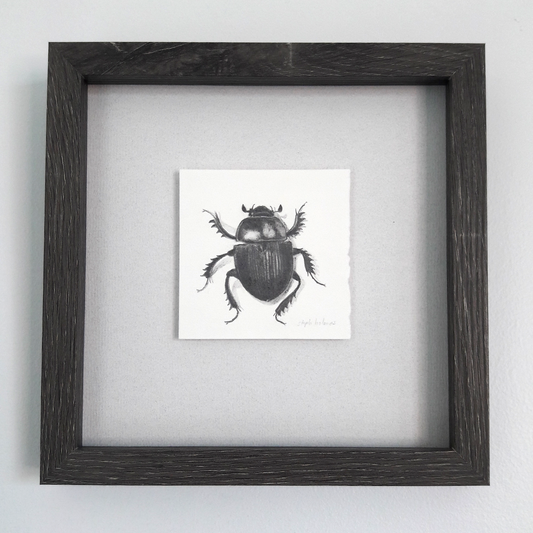 Dor Beetle framed drawing