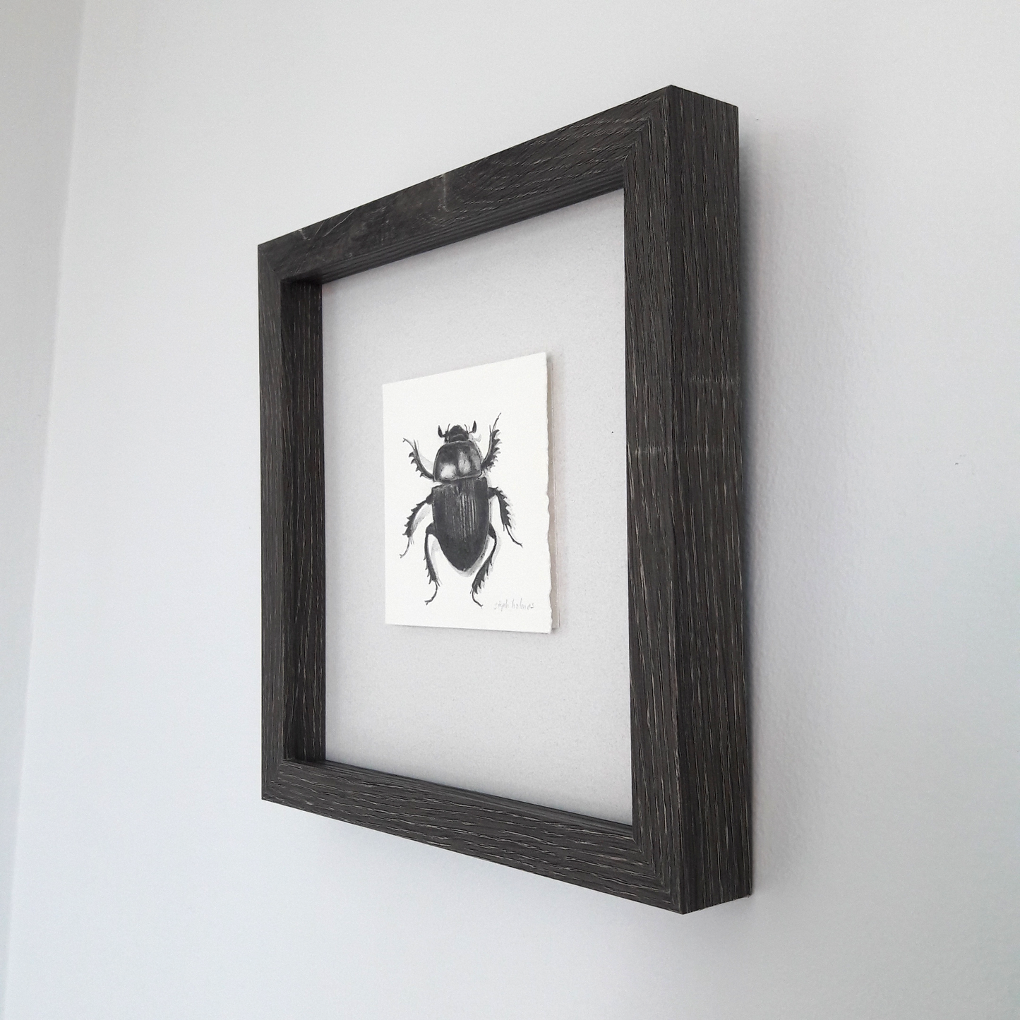 Dor Beetle framed drawing