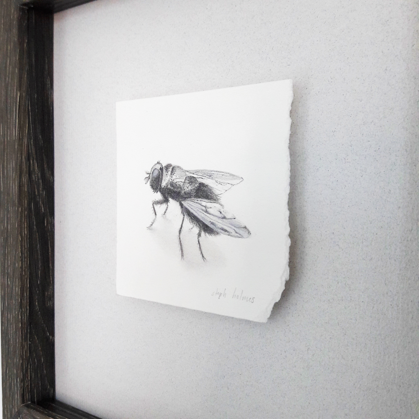 Fly framed drawing