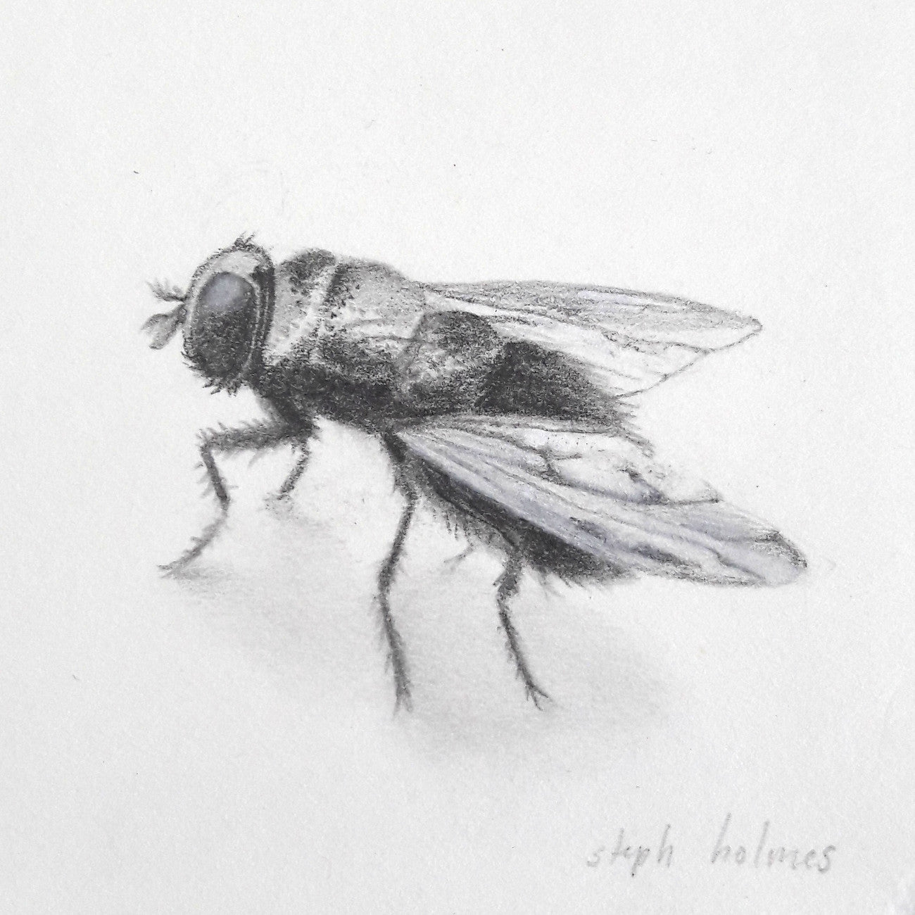 Fly framed drawing