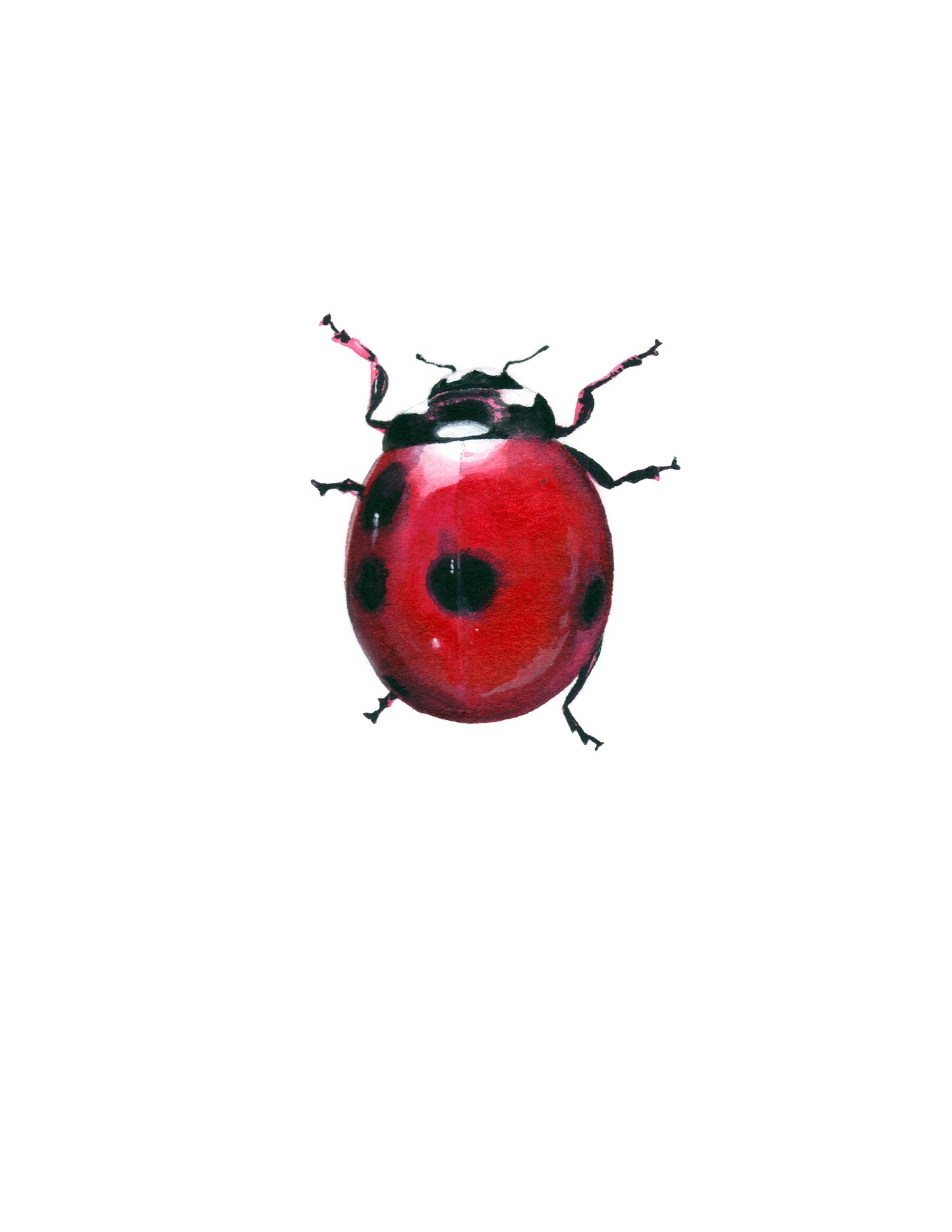 Seven-Spotted Lady Beetle print