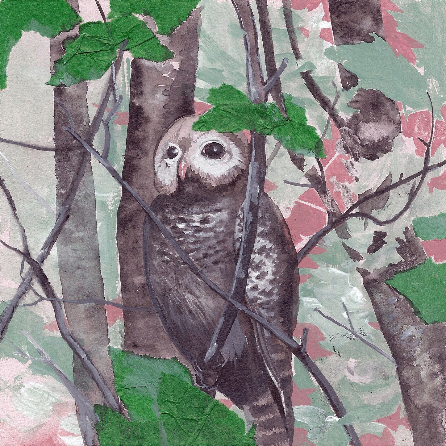 Young Barred Owl print